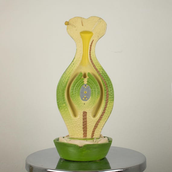 Vintage Cellulose Botanical Model, Gynoecium Anatomical Model