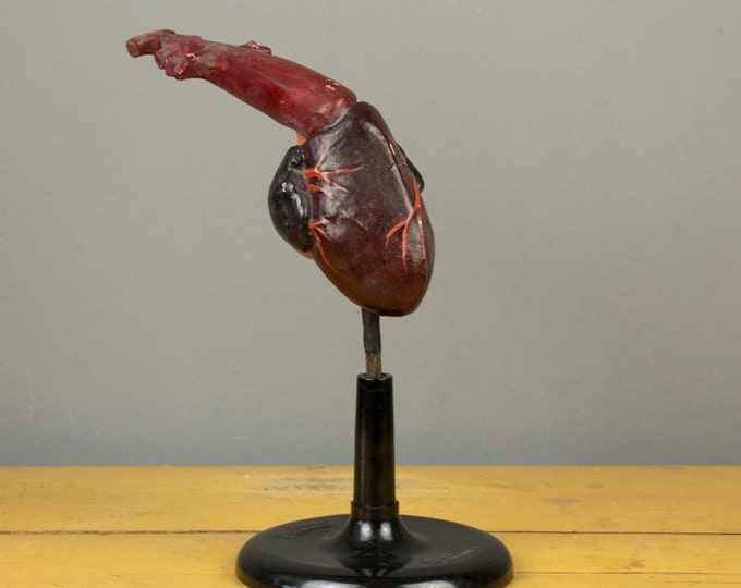 Vintage Anatomical Model of a Fish Heart