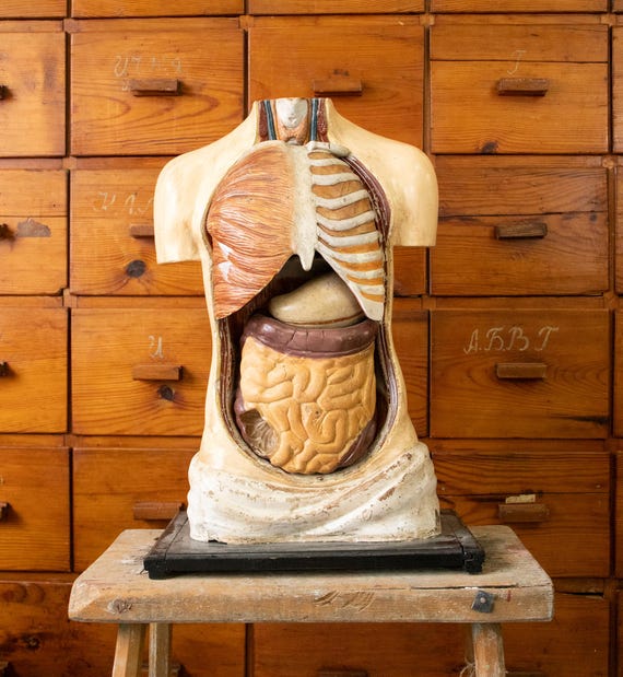 Vintage Plaster Human Anatomy Torso Model