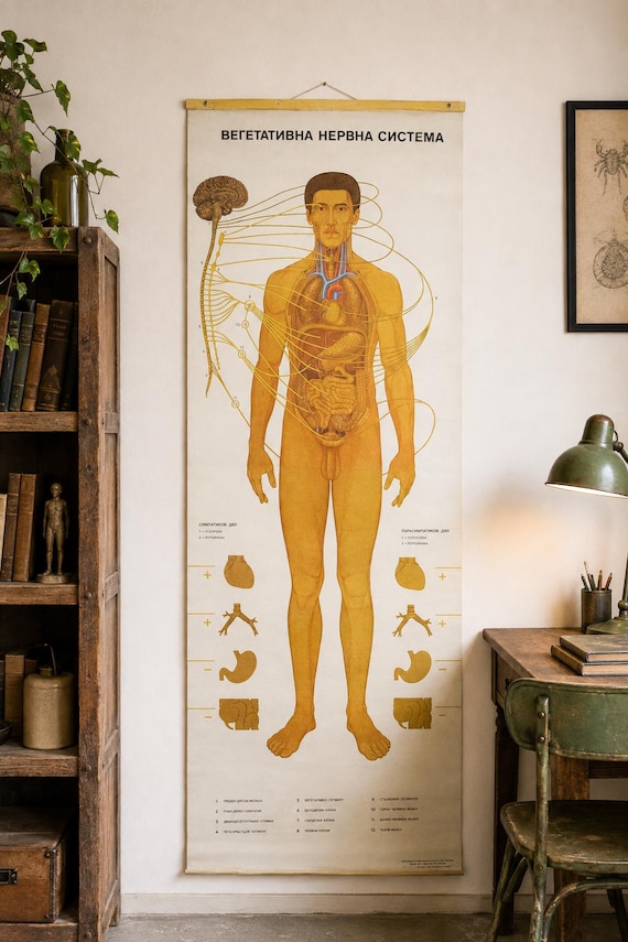 Vintage Bulgarian Anatomical Chart 1982 – Autonomic Nervous System Poster