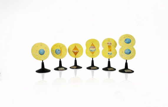 Set of 6 Cellulose Vintage Models - the Phases of Cell Division (Mitosis)