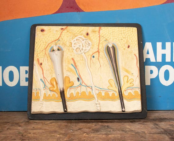 Vintage Anatomical Model Made in Plaster, Hand-painted Educational Plaster