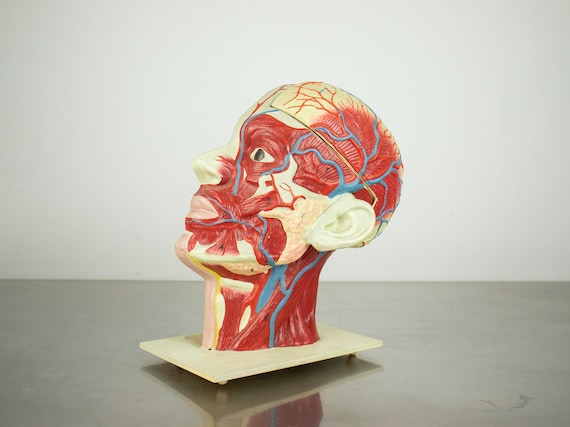 Vintage Celluloid Anatomical Head Model – Human Head Cross-Section & Musculature