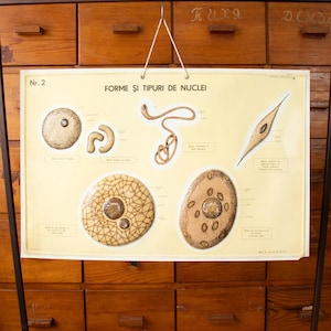 Vintage Romanian Biology School Poster "Forms and Types of Cell Nuclei"