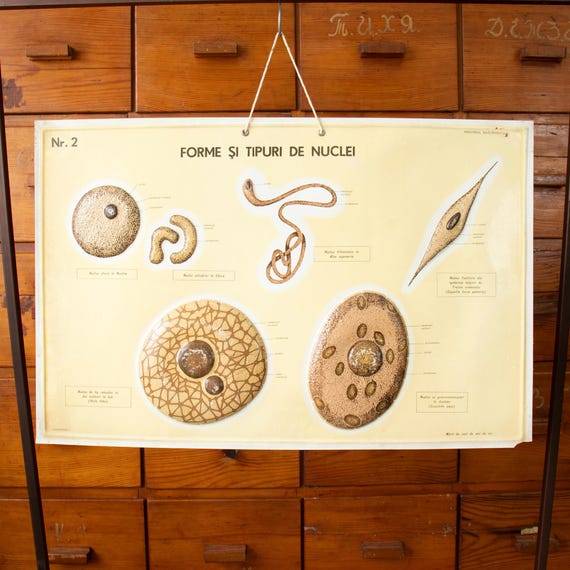 Vintage Romanian Biology School Poster "Forms and Types of Cell Nuclei"