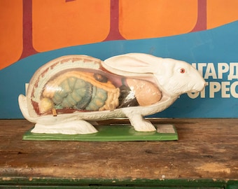 Vintage Zelluloid Anatomie Modell eines Kaninchens, Vintage Zoologisches 1: 1 Kaninchen-Anatomiemodell