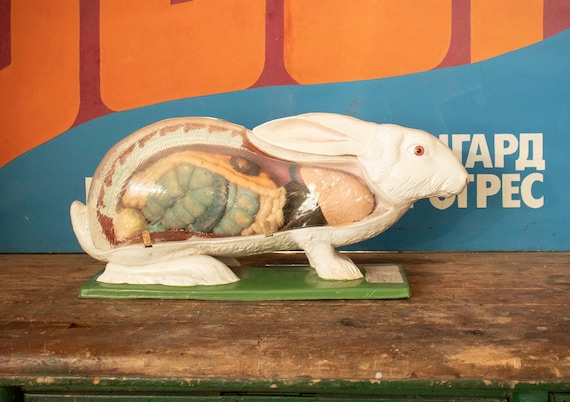 Vintage Celluloid Anatomy Model of a Rabbit, Vintage Zoological 1:1 Rabbit Anatomy Model