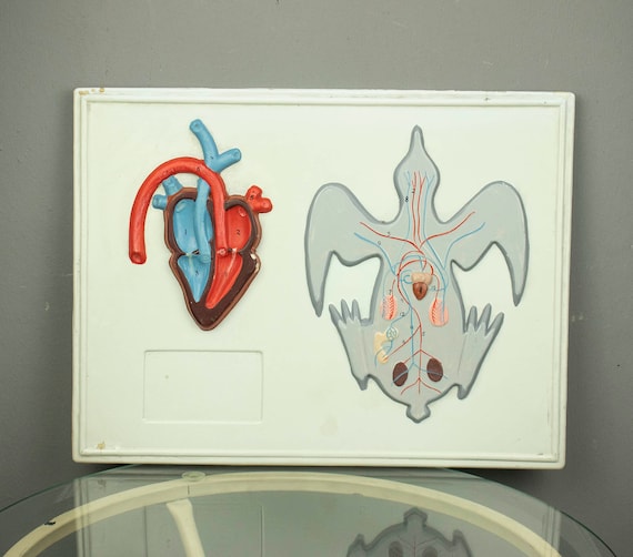 Vintage Zoology Board Circulatory System of a Bird