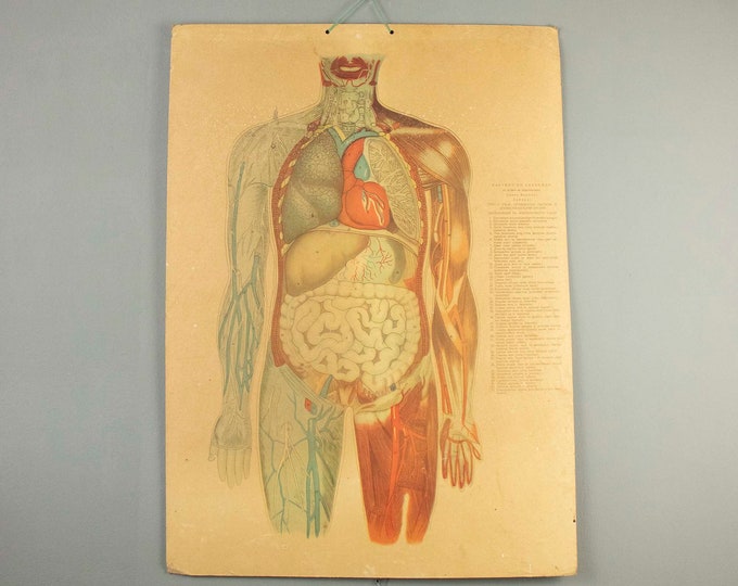 Vintage Bulgarian Double-sided Anatomical Print from the 60's