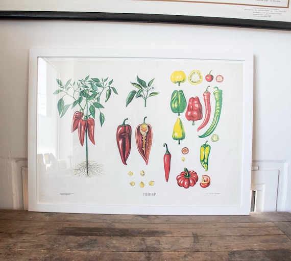 Vintage Bulgarian Botanical Pepper Print, Educational Wall Chart of Chili & Sweet Peppers (Unframed)