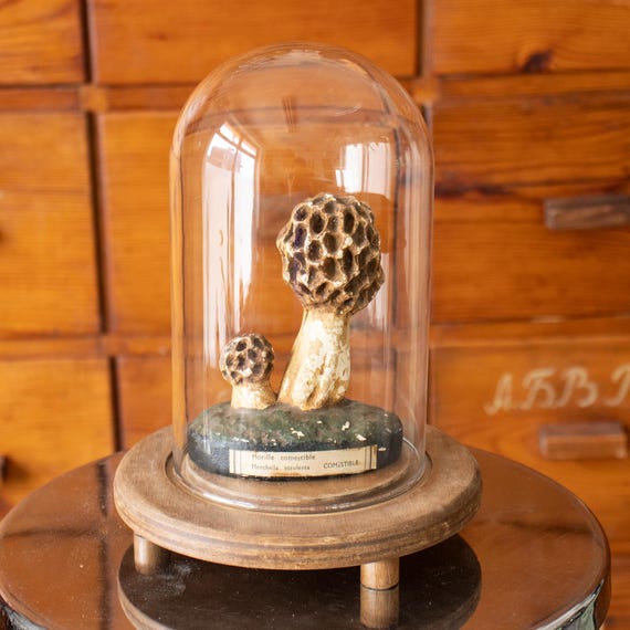 Antique French Natural History Mushroom Model under Glass Dome – N. Boubée Educational Botanical Specimen