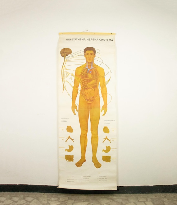 Vintage Anatomical School Poster of the Autonomic Nervous System (ANS) from the 80's