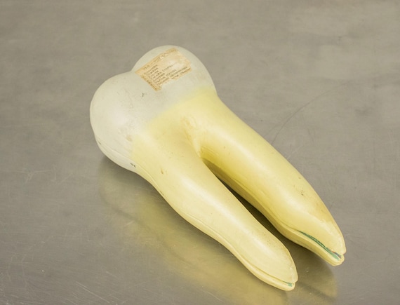 Vintage Plaster Tooth Model, Bulgarian Dental Anatomy Display