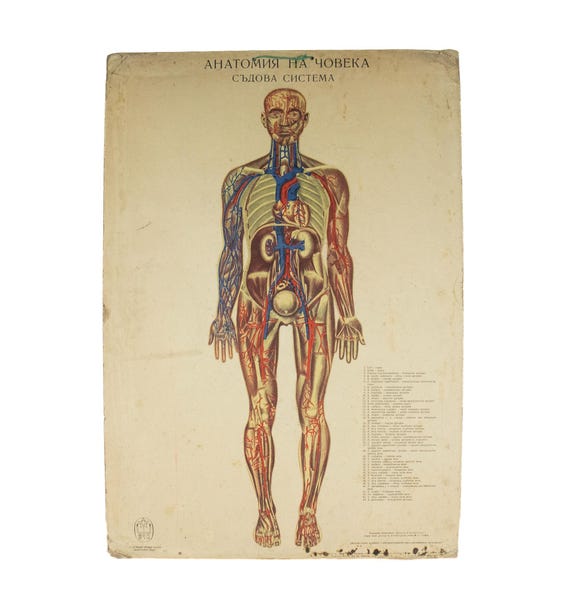 Vintage Bulgarian Anatomy School Poster – Human Circulatory System