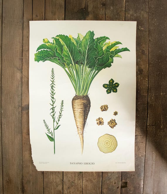 Vintage Bulgarian School Poster – Sugar Beet (Захарно цвекло)