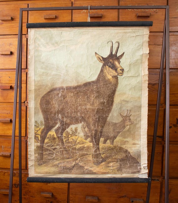 Antique Bulgarian School Wall Chart – Chamois (Rupicapra rupicapra)
