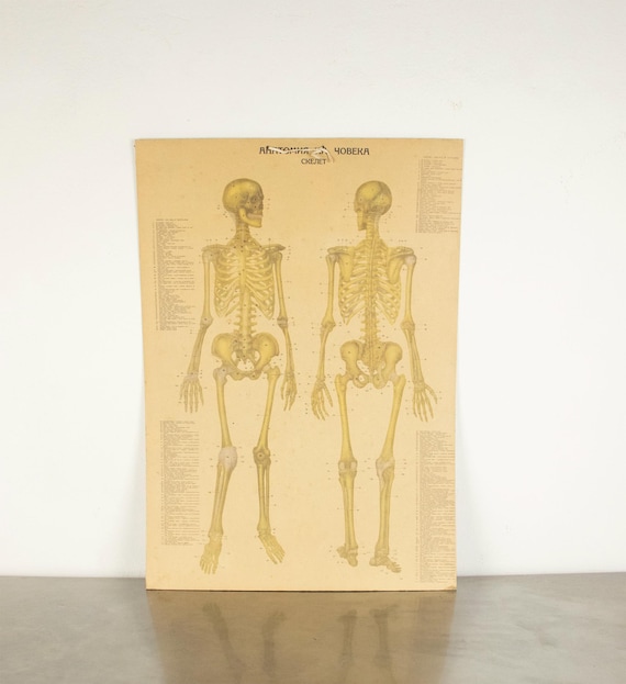 Vintage Double-Sided  Anatomical Print