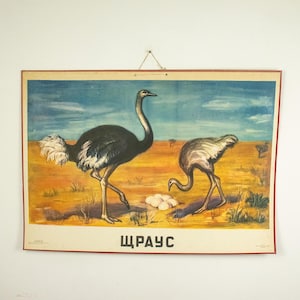 Grande affiche d'école vintage autruche, affiche zoologique, affiche d'école des années 1960 autruche
