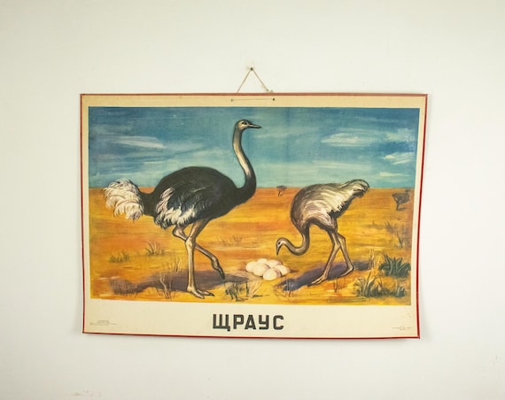 Large Vintage School Poster Ostrich, Zoological Poster, 1960s School Poster Ostrich
