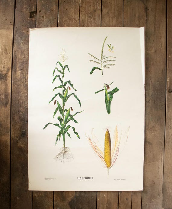 Vintage Bulgarian Botanical School Poster – "Царевица", Corn