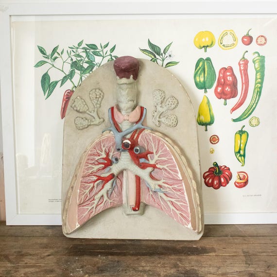 Antique Bulgarian Plaster Anatomical Lung Model