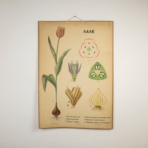 Gran póster botánico vintage de cartón con tulipanes