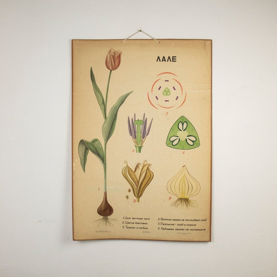 Large Vintage Botanical Cardbord Poster Tulip