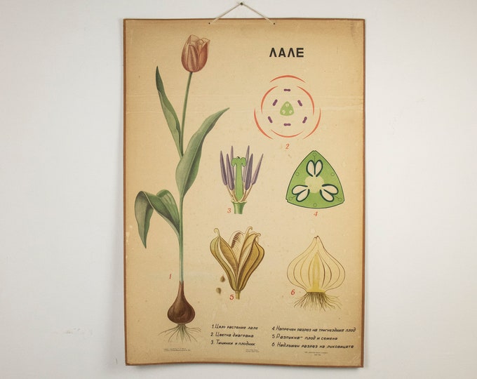 Large Vintage Botanical Cardbord Poster Tulip