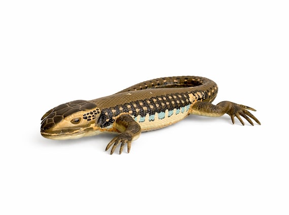 Vintage Celluloid Anatomy Model of a Lizard