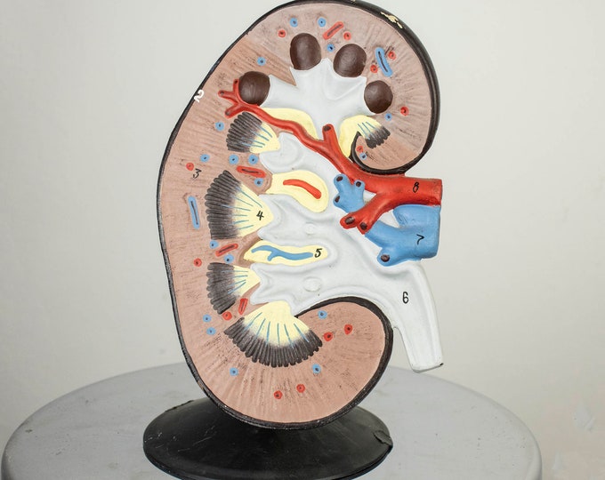 Vintage Anatomical Model of the Human Kidney