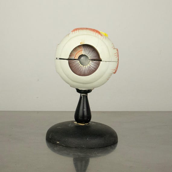 Vintage Bulgarian School Eye Model
