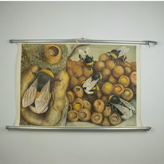 Vintage 1960s Swiss School Poster Bumblebees Nest