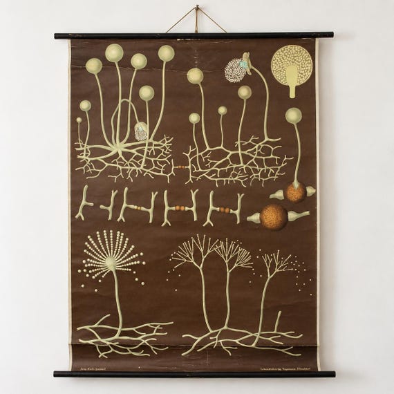 Vintage German Biological School Chart – Mold-Producing Fungi – Hagemann Düsseldorf, 1970s
