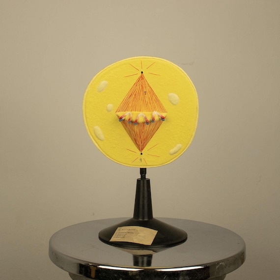 Vintage Cellulose Model of the Phase Metaphase of Cell Division (Mitosis)