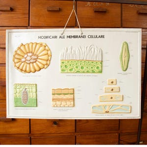 Vintage Romanian Biology School Poster "Modifications of the Cell Membrane"