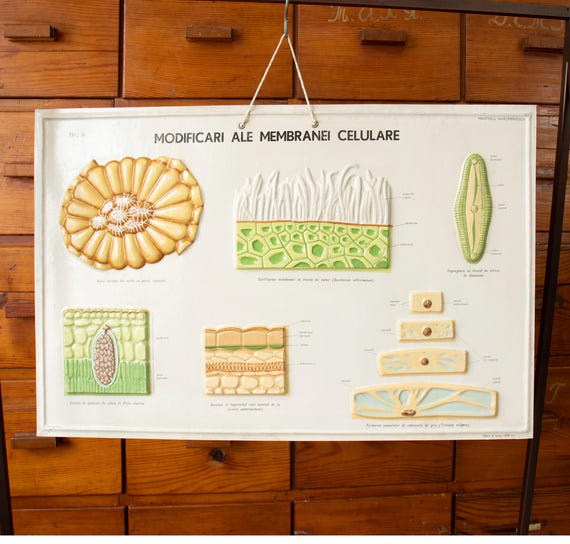 Vintage Romanian Biology School Poster "Modifications of the Cell Membrane"