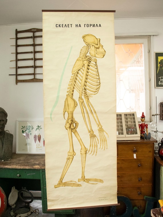 Vintage Zoology School Chart – Gorilla Skeleton