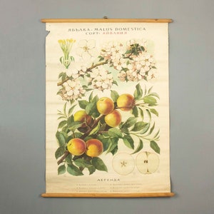 Carta botanica d'epoca della scuola del melo (Malus domestica)