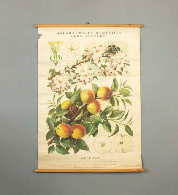 Vintage Botanical School Chart of Apple Tree (Malus domestica)