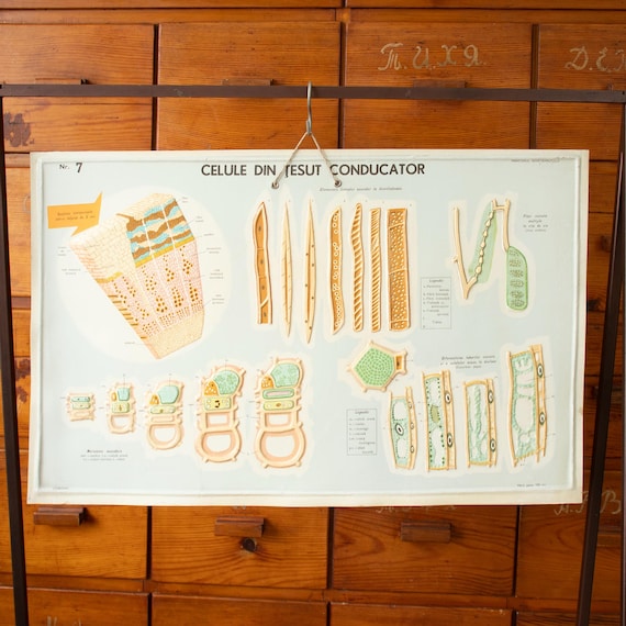 Vintage Romanian Botanical School Chart – Conductive Tissue Cells