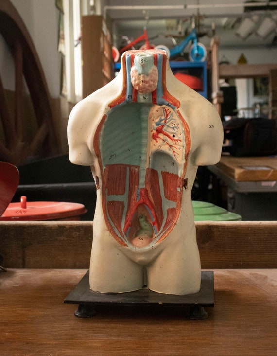 Vintage Celluloid Human Anatomy Model  Small Torso