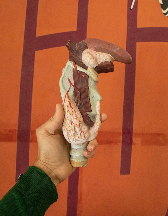 Vintage Plaster Model Human Larynx