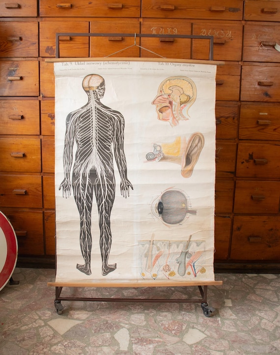 Vintage Polish Educational Anatomy School Poster