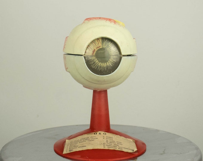 Vintage Anatomical Model of a Human Eye 1980s