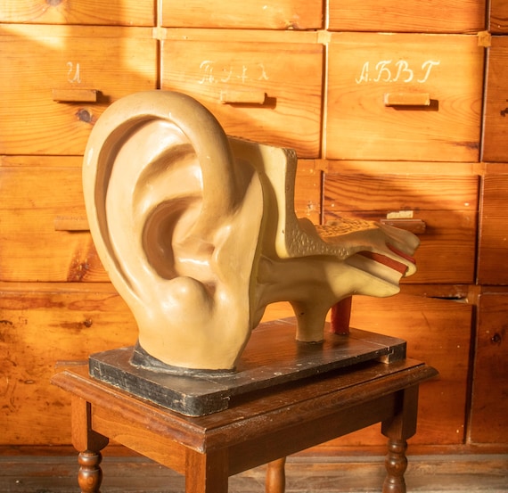 Large Vintage Human Ear Anatomical Model