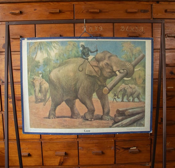 Vintage Soviet School Poster Elephant 1960 , USSR Educational Animal Wall Chart