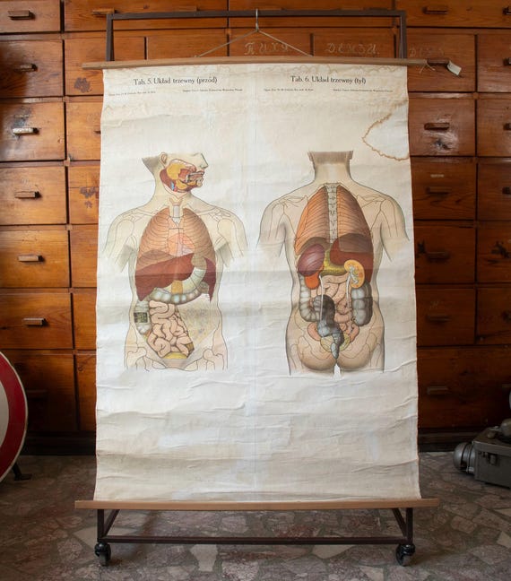 Vintage Polish Anatomy School Wall Chart, Human Digestive System