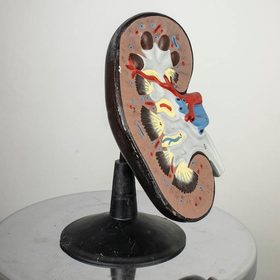 Vintage Anatomical Model of the Human Kidney