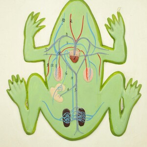 Vintage Zoology Board Circulatory System of an Amphibian - Etsy