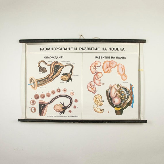 Vintage Bulgarian Educational Poster of Human Reproduction and Development